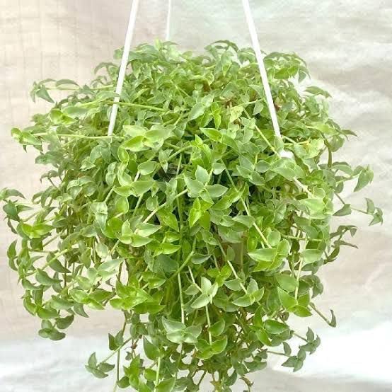 Occident LIVE TURTLE VINE (Pack of 1) (Size 6-12 Inch Plant) CALLISIA REPENS INDOOR OUDOOR HANGING DECOR PERFECT FOR DESK AND RELLING OR HANGER GIFT TURLE VINE WITH POT (1)-image-21