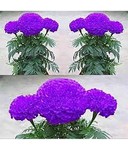 TRICONE F1 Hybrid African Purple Marigold Genda Outdoor Indoor Seeds 150 Beej GS4 (B0BQRCB9NF) Amazon Price History, Amazon Price Tracker