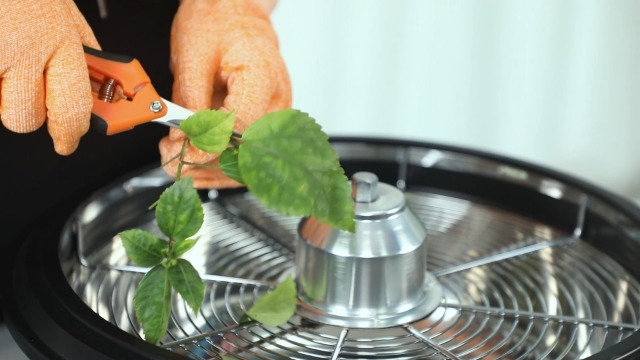 SASSAFRAS ササフラス LEAF PRUNER SHELL BUD Sassafras albidum (sassafras): Go Botany