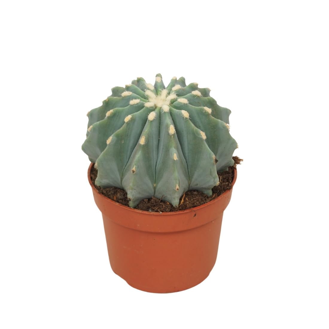 Exotenherz Stachellose Teufelszunge - Ferocactus glaucescens inermis -  Pflegeleichter Kaktus - 10,5cm Topf : Amazon.de: Garten