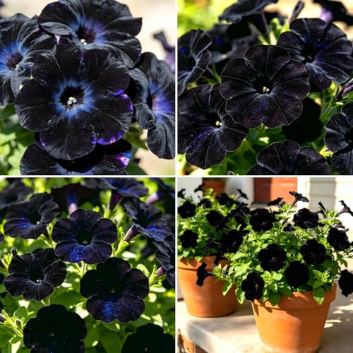 CarpetC 300+ Black Petunia Seeds for Planting Dark Velvety Blooms Trailing Annual Non-GMO Flower for Home Hanging Baskets Containers and Outdoor Garden