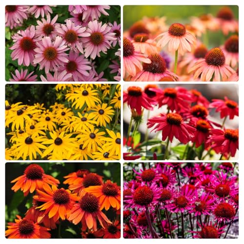 Mix Echinacea Coneflower Seeds for Planting - 2000+ Non-GMO Heirloom Seeds Rainbow Mix Perennial Bloom Flowers for Outdoor Gardens & Cut Flowers