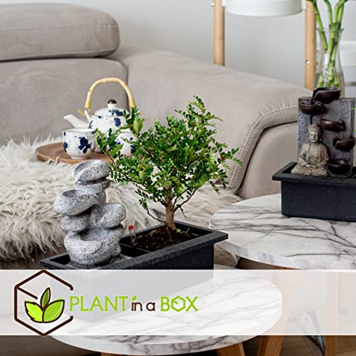 Plant in a Box - Bonsai boompje met Easy-care watersysteem én stromende waterval over Zen stenen - kamerplant - Hoogte… - Afbeelding 6