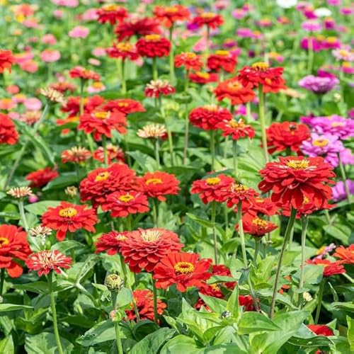 Image of Zinnia Flower Seeds - Easy-to-Grow, Colorful Annual Blooms for Garden, Containers & Cutting Flowers (Pack Of 100+ Seed)
