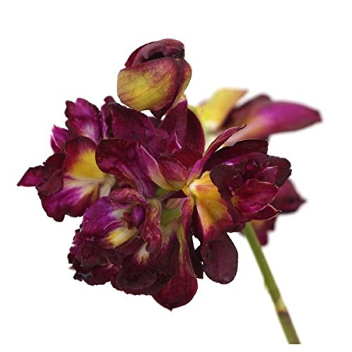 Babylon Blooms Dendrobium Live Orchid Plant (Rose Betty Red)