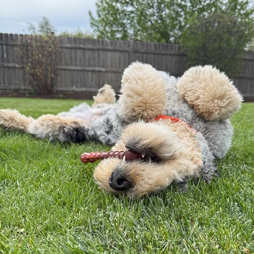Strukturierter Nylabone Dura Chew Rindfleisch-Jerky-Power-Chew – Kauknochen für extrem stark kauende Hunde - Mittel – für Hunde bis 16 kg