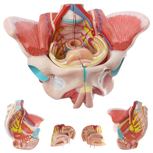 Image of Life Size Human Female Pelvis Model with Pelvic Floor Muscles, Vessels Nerves & Reproductive, 4 Parts Removable Organs, for the teaching of physiology and hygiene in the teaching of anatomy schools