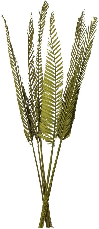 Vickerman 38-48" Basil Coco Palm - Designer Cut, 6 Stems, Dried