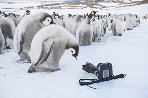 Die Reise der Pinguine 2: Der Weg des Lebens – 4K Blu-ray (UHD + Blu-ray Disc)