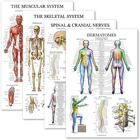 Palace Learning Anatomical Poster Set Cover