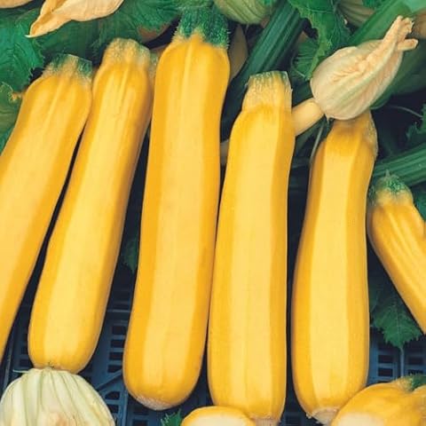 Premier Seeds Direct Golden Zebra Courgette Seeds Cover