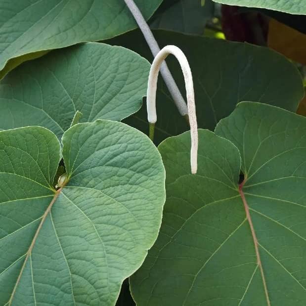 Miniatura 3 de QAUZUY GARDEN 10 semillas premium de Piper Auritum, hoja de pimienta mexicana, fácil de cultivar para comidas familiares