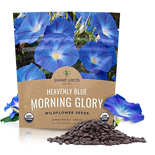 Top 10 Best Flower Seeds Morning Glory 2023 Reviews