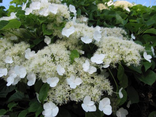 Climbing Hydrangea Seeds (HYDRANGEA anomala Petiolaris) Vine/Climber,Groundcover