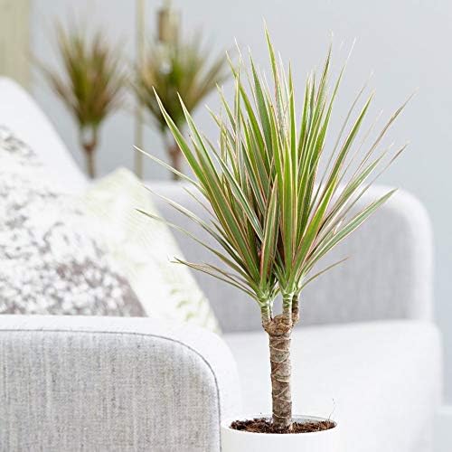 Miniatura 4 de Dracaena Marginata Bicolor - Planta viva en una maceta de 6 pulgadas - Dracaena Marginata 'Bicolor' - Hermosa planta de interior purificadora de aire