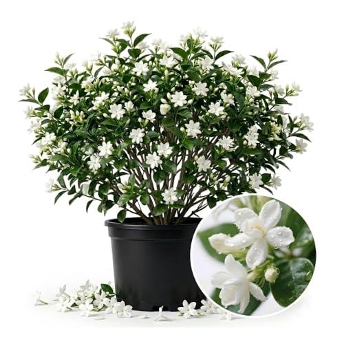 Jasmine Plant Live Star Jasmine Fragrant White Vine 7-10 Inches Tall in 3 Inch Pot Easy Care Indoor and Outdoor Planting Perfect for Garden Patio Balcony Hanging Basket