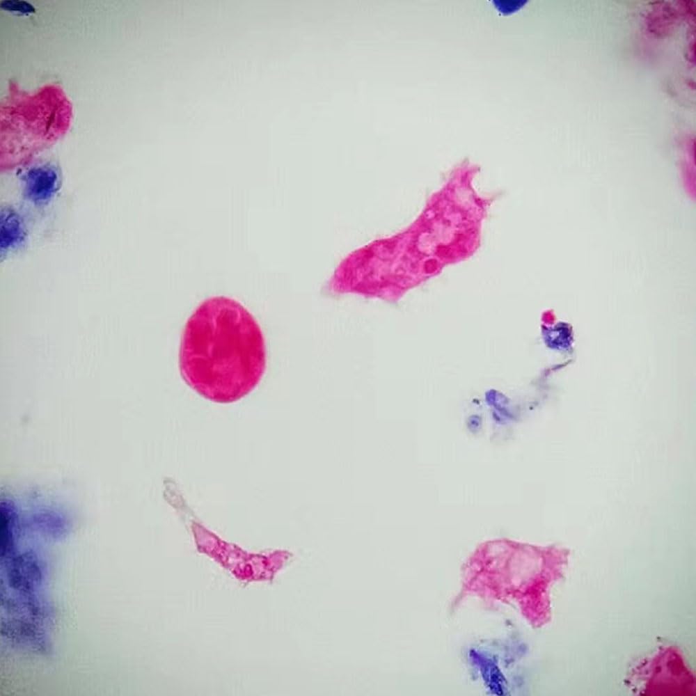 1 Piece Wholesale Amoeba Proteus Prepared Slides for Parasitology Slide Sale