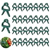 Pflanzenklammern, Wiederverwendbare Pflanzenclips, Pflanzenclips für Kletterpflanzen, Tomaten Klammern, Blumenklammern für Befestigung und Stützung von Pflanzen, Gemüse, Blumen und Früchten (30PCS)