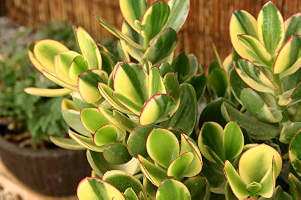 Amazon | はなみどり 金のなる木 シンシン 11cm 黄色プラ鉢 1鉢