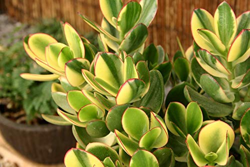 Amazon | はなみどり 金のなる木 シンシン 11cm 黄色プラ鉢 1鉢 観葉