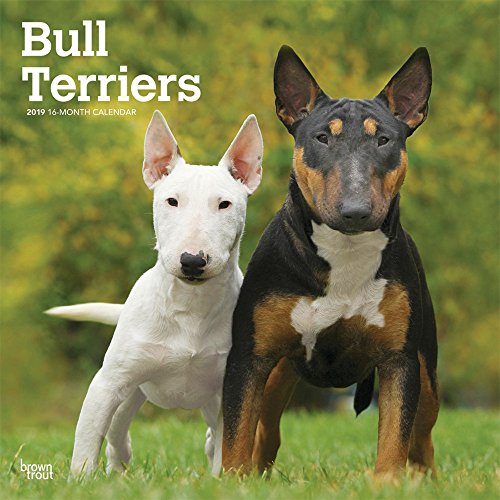 Bull Terriers 2019 12 x 12 Inch Monthly Square Wall Calendar, Animals Dog Breeds Terriers