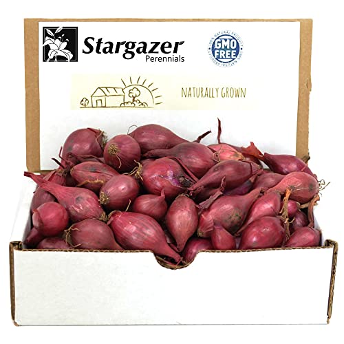Red Baron Onion Sets 1 Pound | Non-GMO Onion Bulbs - Easy to Grow in The Vegetable Garden
