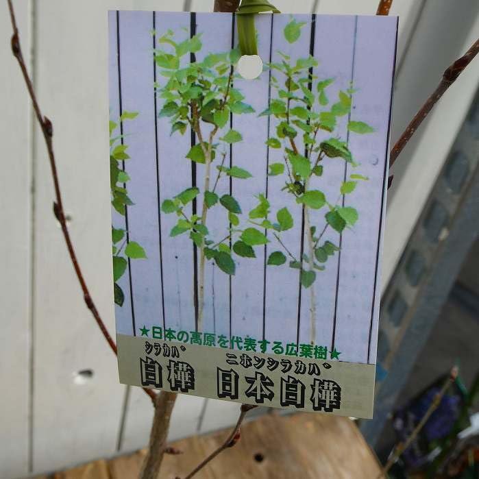 Amazon.co.jp: 白樺 苗 7号 シラカバ 日本白樺 苗木 庭木 寒冷地