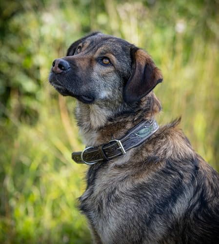 Jack & Russell Unikat Hundehalsband aus Leder, Hand-geschnitzt & gepolstert– Halsband aus Büffelleder, Hunde Lederhalsband braun/dunkelgrün Hailey (M (31,5-42,0cm))