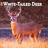 White Tailed Deer | 2026 12 x 24 Inch (Hanging) Monthly Square Wall Calendar | BrownTrout | Wildlife Animals Forest Hunting