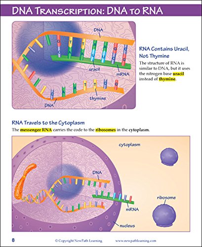 Image of NewPath Learning 14-6777 Chromosomes, Genes and DNA Learning Guide (Pack of 10)
