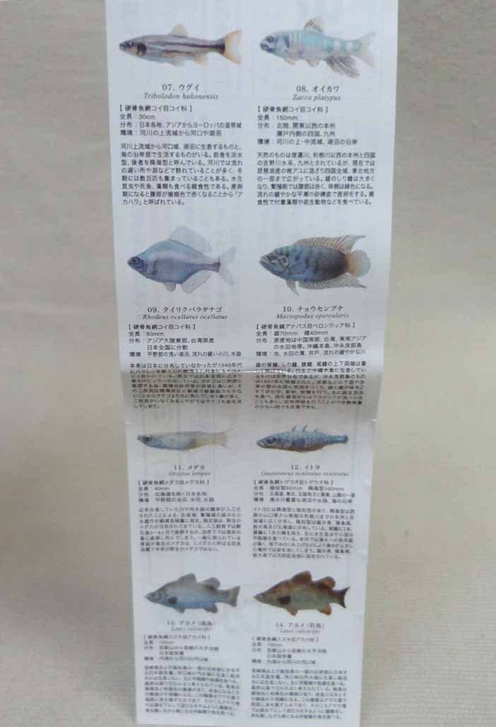 Amazon | 原色淡水魚図鑑1 改訂版 アカメ 若魚 ユージン 動物