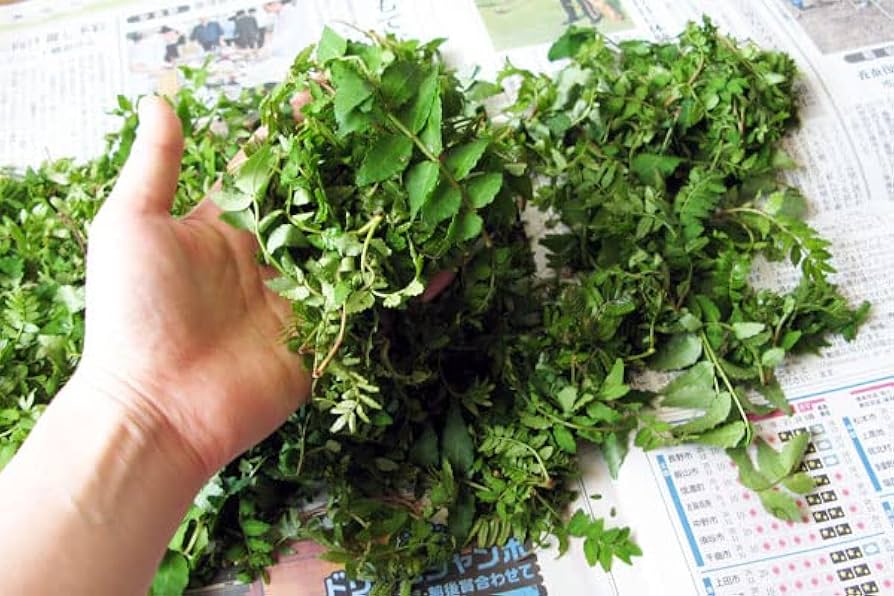 Amazon.co.jp: 大きい山椒の葉1kg（大小バラ詰め）【発送時期
