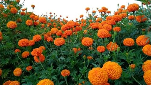 Image of Orange Marigold Flower Plant - Bright Blooming, Easy to Grow, Ideal for Home Garden & Pots (Pack Of 100 Seed)