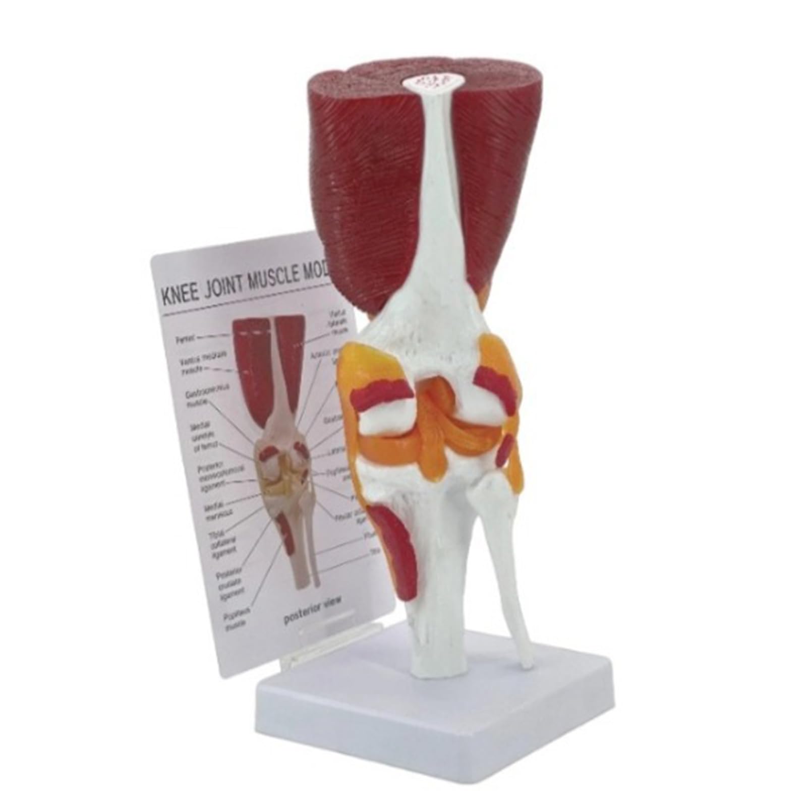 Modello articolazione del ginocchio per visualizzazione didattica Modello pratico anatomia del ginocchio umano con legamenti Materiale scolastico Articolazione umana per l ' educazione scientifica
