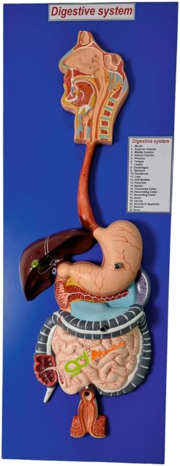 Human Digestive System Model, Life Size, 82x31x9 cm Tall, 3 Parts with Removable Half of Stomach and Transverse Colon