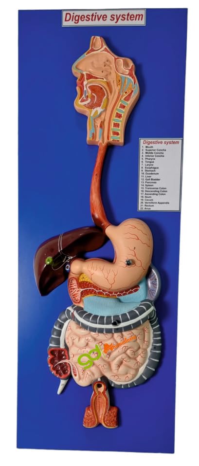 GD ANATOMICALS ® Human Digestive System Model, Life Size, 82x31x9 cm Tall, 3 Parts with Removable Half of Stomach and Transverse Colon (B0CP9H3276) Amazon Price History, Amazon Price Tracker
