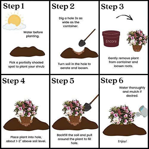 Encore Autumn Twist Azalea, 1 Gal, Bi-Color: Pink And Purple #TOP4