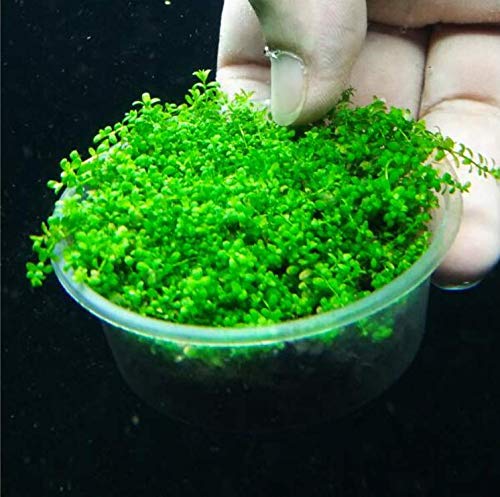 SRUSHTI TRADERS Fish Tank Ornaments rium Decoration Plant rium Seeds (B08LTDLF7R) Amazon Price History, Amazon Price Tracker