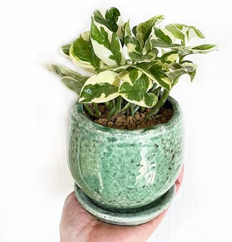 Amazon ポトス エンジョイ グリーン アンティークテラコッタ鉢植え 観葉植物 ミニ 卓上 陶器鉢 珍しいポトス 観葉植物 オンライン通販 Amazon ポトス エンジョイ グリーン アンティークテラコッタ鉢植え 観葉植物 ミニ 卓上 陶器鉢 珍しいポトス 観葉植物 オンライン通販