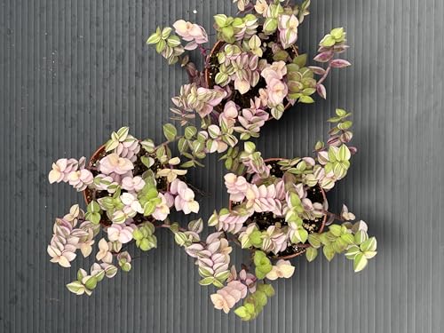 Callisia Repens Bianca, Pink and Green Trailing Plant, Live Indoor