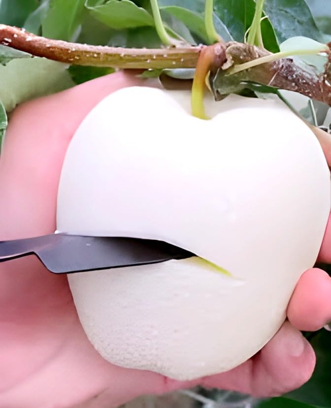 Rishika Plant House-Original "White Apple" Grafted Hybrid Live Plant Special Variety (Fruit After 1 Year) pack of 1 for Home Garden Tree.