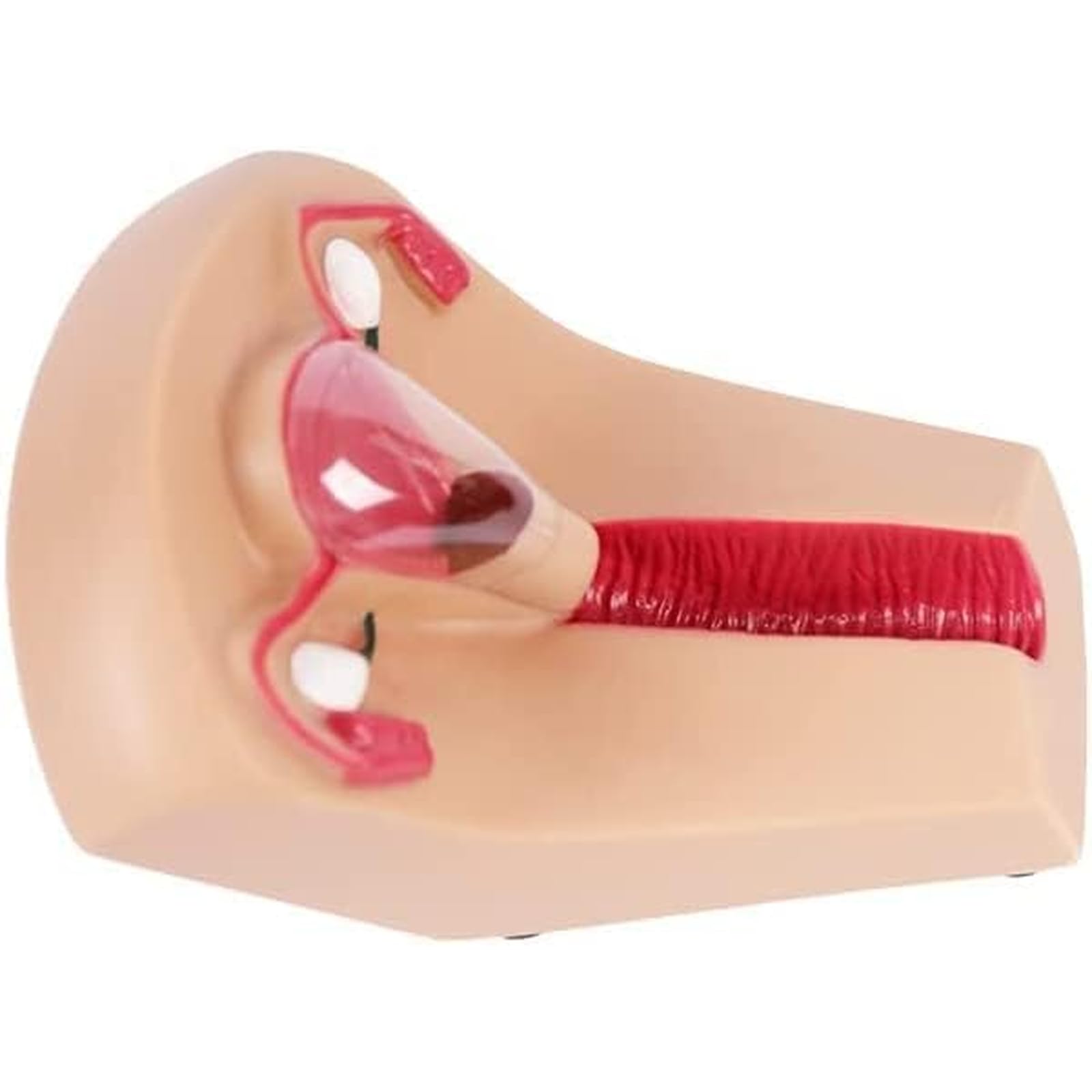 EKSED Modello di contraccezione e Formazione intrauterina Femminile - Simulatore IUD Modello di Formazione per la Pratica Medica per Studenti di Infermieristica