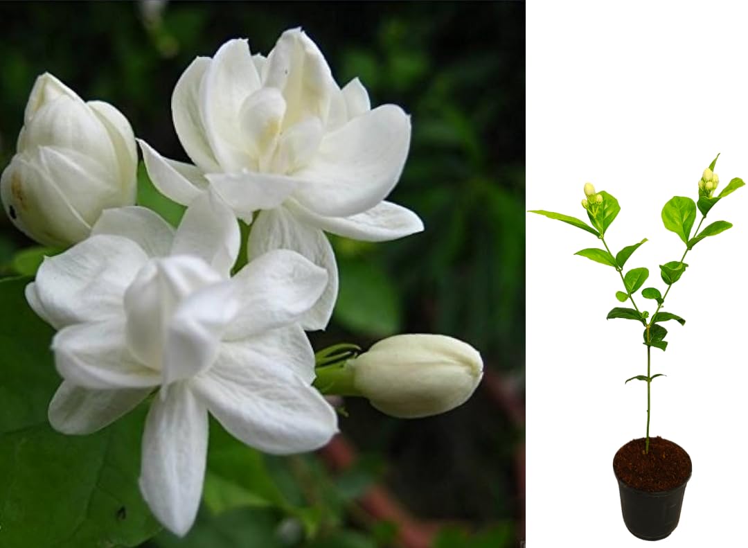 VGR Gardens? Adukku Malli Jasmine | 3 Layer Gundu Malli Jasmine | live plant | White Jasmine | Double Layer Jamine Plant | Aduku Malligai Poo | Butt Mogra | Chameli | Indoor Outdoor Plant With Pot (B0D9QSL49D) Amazon Price History, Amazon Price Tracker