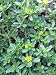 David's Garden Seeds Leafy Greens Purslane Red Gruner D2257A (Green) 500 Open Pollinated Seeds