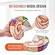 VEVOR Menschliches Gehirn Modell Anatomie, 2X Lebensgroßes 4-teiliges Menschliches Gehirn Anatomisches Modell mit Etiketten & Display Basis, Farbkodiertes Abnehmbares Gehirn Forschung über Lehren