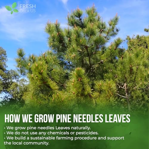 Image of FreshDrinkUS, Premium 8oz Pine Needle Leaves Herbal Tea - Dried Loose Leaf Pine Needles - Naturally Fresh & Aromatic Caffeine-Free Herbal Tea. Sugar-Free. Vegan