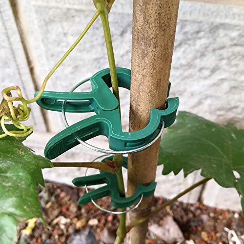JUHONNZ Pflanzenclips,40 Stck Pflanzstab Wiederverwendbare  Pflanzensttzklemmen Kunststof Pflanzen Clips pflanzenhalter fr  Gewchshaus Rankhilfe Tomaten 2 Gren : Amazon.de: Garten