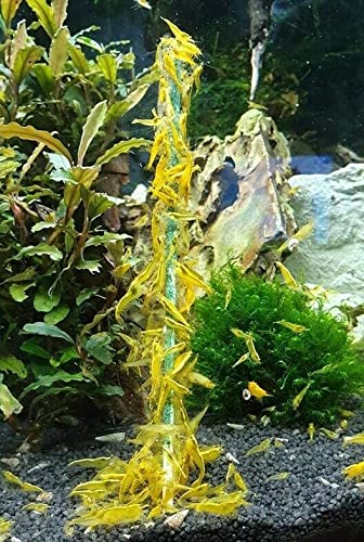 Shrimp-Lollies Deutschland Mix + Halter1 (10 Stück) / Garnelen Lollies Futter Blütenpollen Sticks Futterstangen