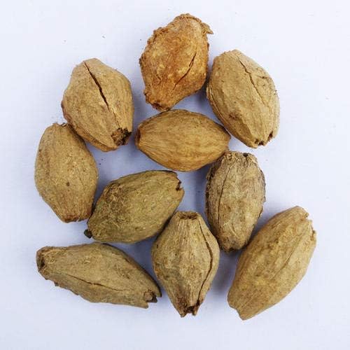 GREEN WORLD MELIA DUBIA OR PLYWOOD MALABAR NEEM 1 KG SEEDS