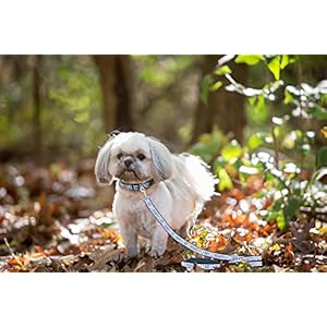 NFL PET Leash, Large, Indianapolis Colts Dog Leash, Football Team Leash for Dogs & Cats. A Shiny & Colorful Dog & Cat Leash with Embroidered Team Name/Logo Licensed by the NFL